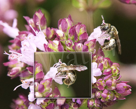 Bild: Schmalbiene der morio-Gruppe, Weibchen in einer Blüte, Oregano, Gemeiner Dost, Lasioglossum cf. nitidulum, Oregnamum vulgare, Lippenblütler, Lamiaceae, Wildbiene