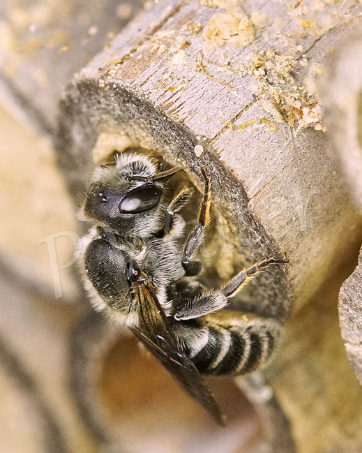Bild: Weibchen der Natternkopf-Mauerbiene, Hoplitis / Osmia adunca, arbeitet am Nistverschluss, Bambusröhrchen, Insektenhotel, Wildbienennisthilfe