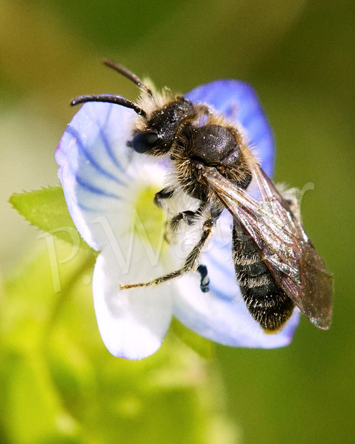 Bild: kleine Sandbiene, Andrena minutula-Gruppe, Zwergsandbiene, Persischer Ehrenpreis, Veronica persica, Apiaceae, Wildbiene