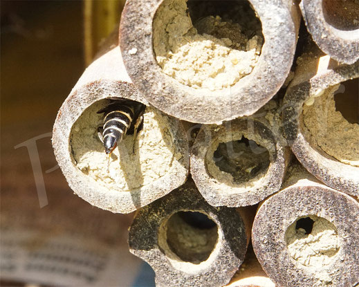 Bild: Goldsaum-Kegelbiene, Coelioxys aurolimbata, Weibchen , Bambus, Nistgänge