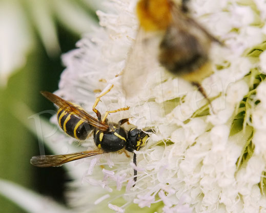 Bild: Wespe, Ackerhummel, Bombus pascuorum, an der Schlitzblättrigen Karde, Dipsacus laciniatus, Kardengewächse, Dipsacus, Schlitzblatt-Karde, weiße Karde