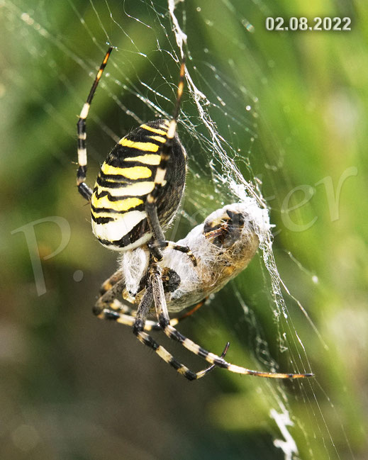 Bild: Wespenspinne mit Beute, Argiope bruennichi, Radnetz, wasp spider, Spinnennetz