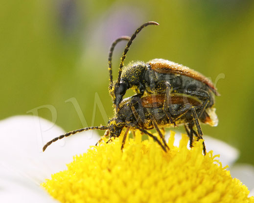 Bild: Kleiner Halsbock, Pseudovadonia livida, Bleicher Blütenbock, Gelbflügeliger Halsbock, bei der Paarung, Käfer, Coleoptera, Polyphaga, Bockkäfer, Cerambycidae, Schmalböcke, Schmalbock, Lepturinae, Wiesen-Margerite, Leucanthemum vulgare
