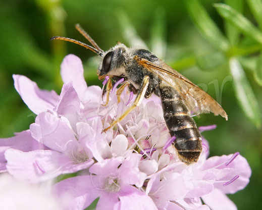 Vierbindige Furchenbiene, Halictus quadricinctus, Männchen