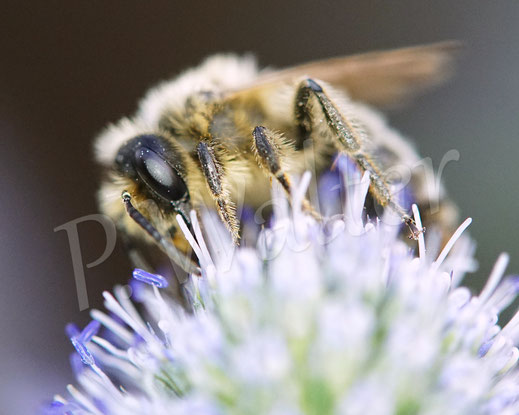 Bild: Gewöhnliche Bindensandbiene, Gemeine Sandbiene, Andrena flavipes, Mannstreu, Eryngium, Edeldistel, Wildbiene, Erdbiene