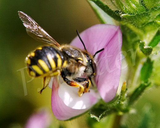 Bild: Garten-Wollbiene, Weibchen, Anthidium manicatum, Wildbiene, Dornige Hauhechel, Ononis spinosa, Schmetterlingsblütler, Faboideae, Hülsenfrüchtler, Fabaceae, Blüte, Nektar, Pollen