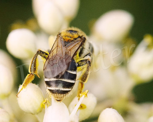 Bild: Rotbeinige Körbchen-Sandbiene, Andrena dorsata, Weibchen, Bienenbaum, Euodia hupehensis, Tetradium daniellii var. hupehensis, Tausendblütenstrauch, weiße Blüten, Wildbiene, wildbee