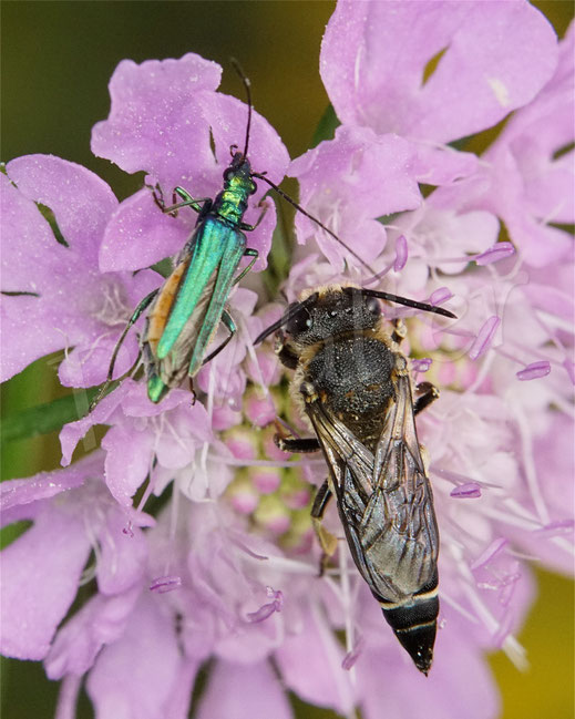 Bild: Blaugrüner Schenkelkäfer, Grüner Scheinbockkäfer, Oedemera nobilis, Käfer, Coleoptera, Weibchen, Kegelbiene, Tauben-Skabiose, Scabiosa columbaria
