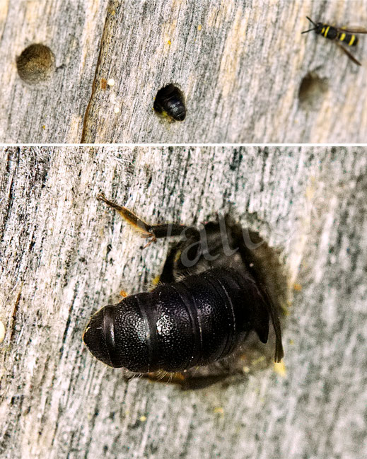 Text: Schwarzflügelige Düsterbiene, Stelis phaeoptera, Weibchen, Nistplatz einer Luzerne-Blattschneiderbiene, Megachile rotundata, an der Nistwand, Insektenhotel beehome beehotel Insektennisthilfe, Kuckucksbiene, cuckoo bee, Wildbiene, Bohrloch, Nistgang