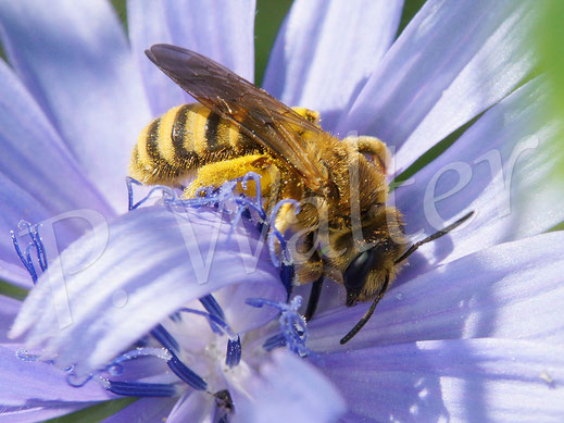 Bild: Gelbbindige Furchenbiene, Halictus scabiosae, Weibchen trinkt Nektar an einer Wegwarte