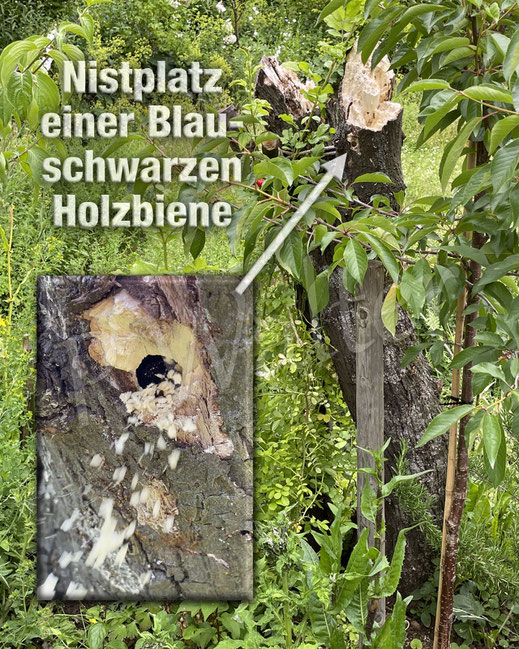 Bild : Totholz, Nistplatz, Nistgang, Blauschwarze Holzbiene, Xylocopa violacea, Blaue Holzbiene, Weibchen, Holzstamm, weißfaul, Nistgang nagen, Wildbiene