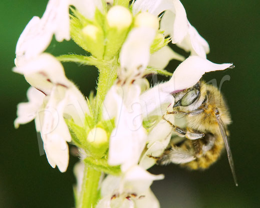 Bild: Vierfleck-Pelzbiene, Anthophora quadrimaculata, Weibchen am Aufrechten Ziest, Stachys recta, Lippenblütler, Wildbiene