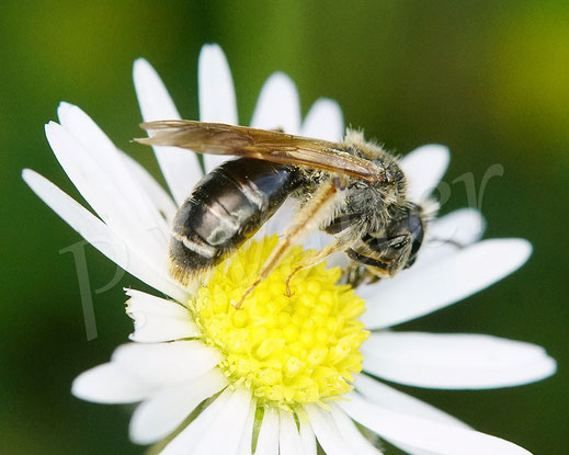 Bild: Gelbbeinige Kiel-Sandbiene, Goldbeinige Sandbiene, Andrena chrysosceles, Gänseblümchen, Bellis perennis, Wildbiene