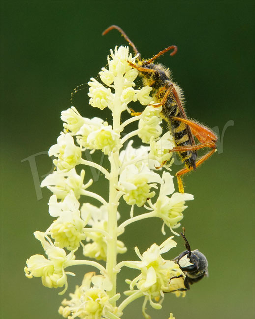Bild: Braunrötlicher Spitzdeckenbock, Stenopterus rufus, Bockkäfer, Cerambycidae, Cerambycinae, Coleoptera, Käfer, Gelbe Resede, Reseda lutea