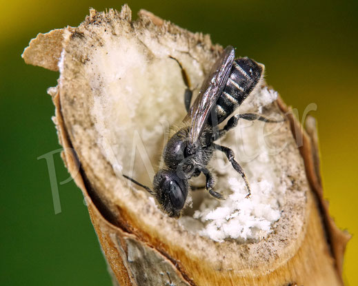 Bild: Schwarzspornige Stängel-Mauerbiene, Stängelbiene, Hoplitis leucomelana, Osmia leucomelana, markhaltiger Stängel, Wildbiene, Marknister, Markbewohner