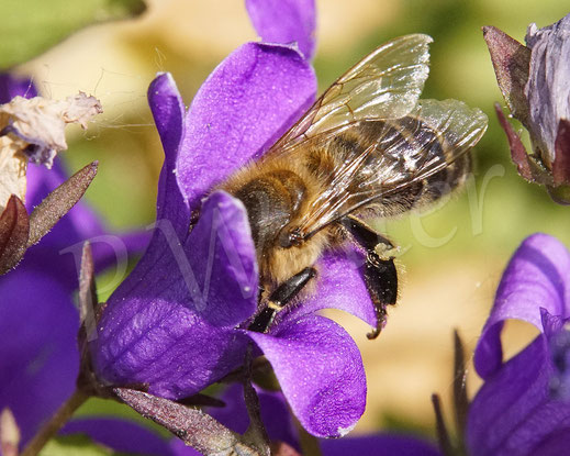 Bild: Gewöhnliche Furchenbiene, Gebänderte Furchenbiene, Weibchen an der Dalmatiner Polster-Glockenblume, Campanula portenschlagiana, Wildbiene