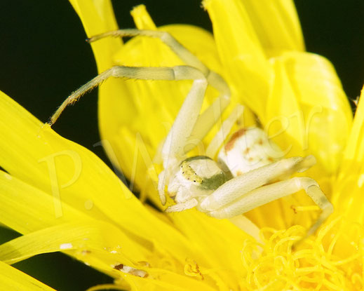 Bild: junge Veränderliche Krabbenspinne, Misumena vatia, Thomisidae, Spinnentiere, Arachnida, auf dem Wiesen-Pippau, Crepis biennis