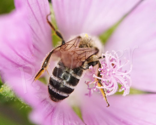 Bild: Glockenblumen-Sägehornbiene, Melitta haemorrhoidalis, Moschusmalve, Malva moschata, Malvaceae, rosa Blüte, pink Blüte, oligolektische Wildbiene