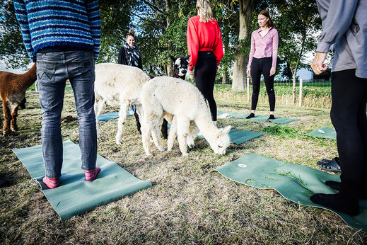 Menschen üben Yoga auf Yogamatten auf einer Wiese zwischen Alpakas