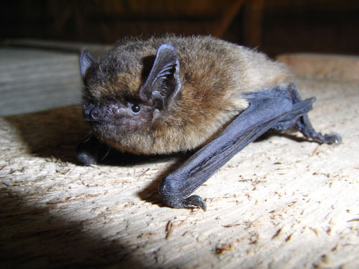 Rauhautfledermaus © Dr. Andreas Zahn, LBV Bildarchiv