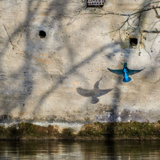 Eisvogelwand © Robert Hoiss