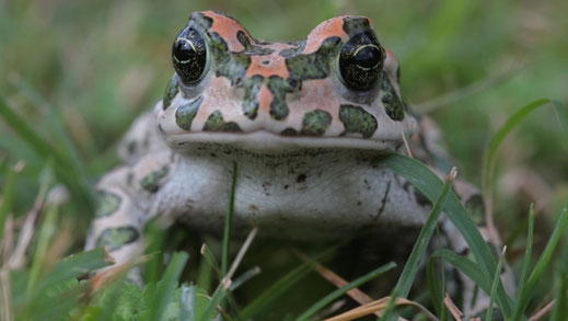 Wechselkröte © Andreas Hartl, LBV Bildarchiv