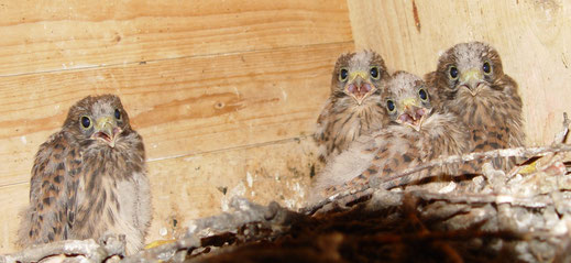 Kleine Falken im Großnistkasten. Foto: Widmann