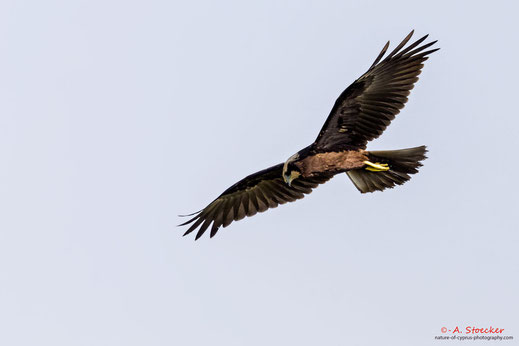 Rohrweihe, Western Marsh Harrier, Circus aeroginosus, Cyprus, Akrotiri Marsh, 08.09.2018 2018