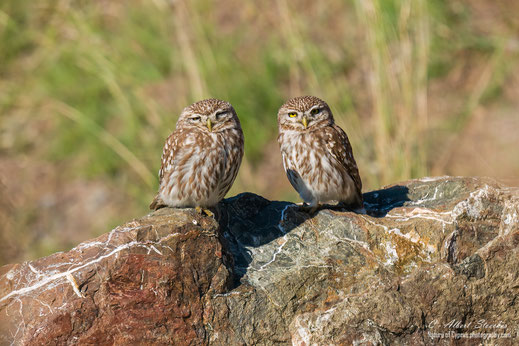 Steinkauz, Little Owl