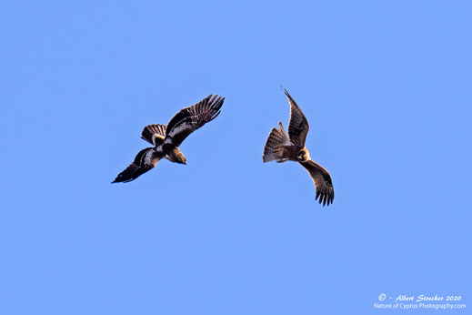 Booted Eagle, Zwergadler am Akrotiri Salt Lake, 29.jan. 2020