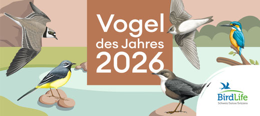 Bild: BirdLife Schweiz