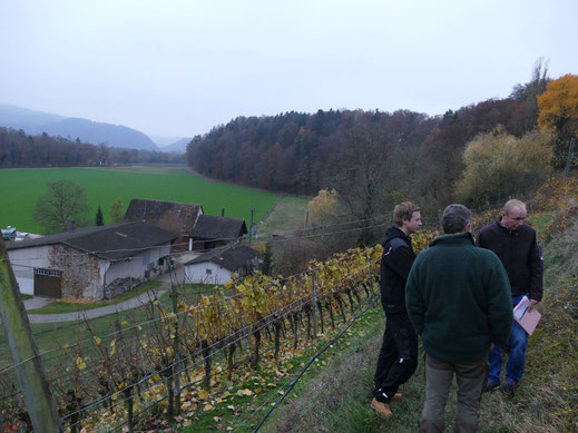 Begehung im Rebberg (Foto: Andreas Reich)