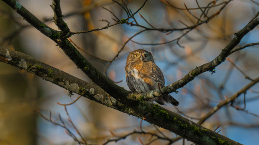 (Bild: © M. Roost)