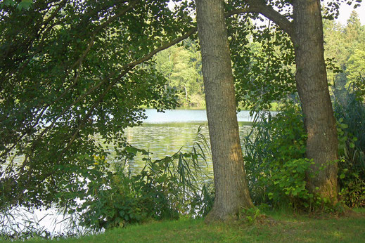 Bäume am Wasser - Heilkraft der Natur