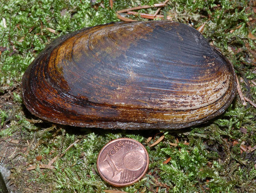 Bachmuschel (Unio crassus) aus dem Obenhausener Ried mit Centstück zum Größenvergleich (© Karl Sauerbrey) LBV Neu-Ulm