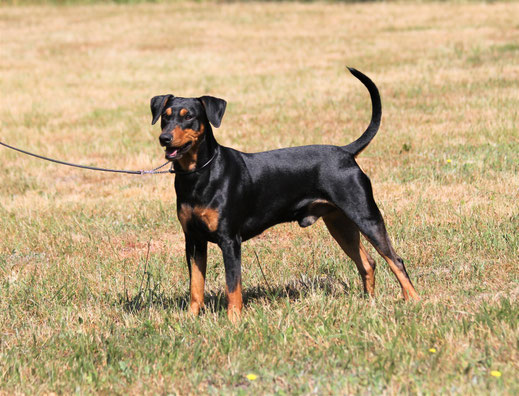 Wurfplanung Deutscher Pinscher Zwergpinscher Und Deutsche