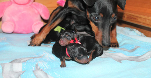 Pinscher, welpen, zwergpinscher, deutscher pinscher, hamburg, niedersachsen,