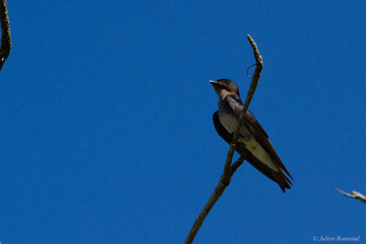 Hirondelle chalybée — Progne chalybea (Gmelin, 1789)