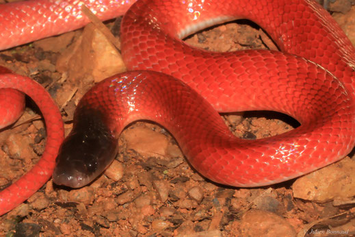Pseudoboa écarlate — Pseudoboa coronata Schneider, 1801