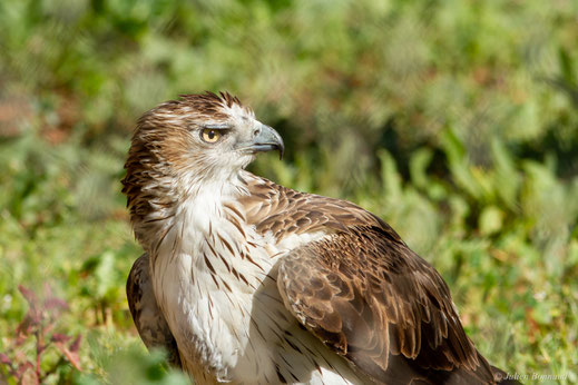 Aigle de Bonelli — Aquila fasciata Vieillot, 1822