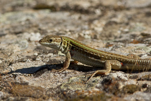 Lézard sicilien — Podarcis siculus (Rafinesque-Schmaltz, 1810)