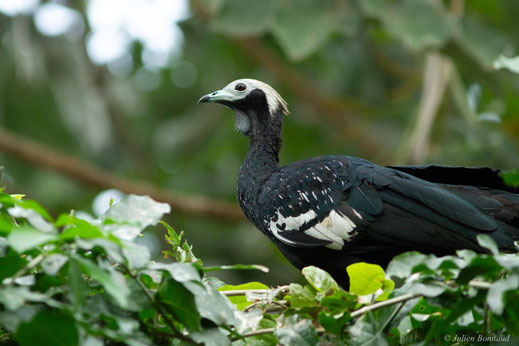 Pénélope à gorge bleue — Pipile cumanensis (Jacquin, 1784)