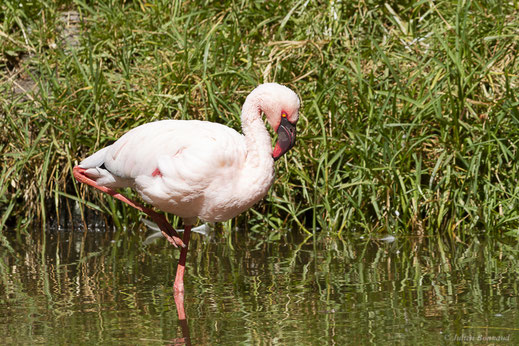 Flamant nain — Phoeniconaias minor (É. Geoffroy Saint-Hilaire, 1798)