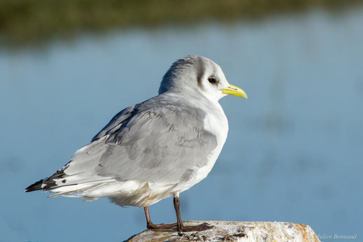 Mouette tridactyle — Rissa tridactyla (Linnaeus, 1758)