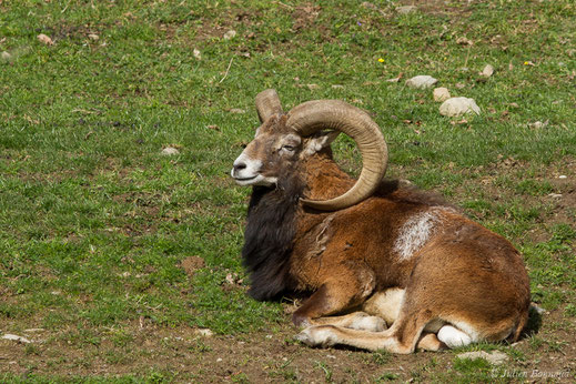 Mouflon — Ovis gmelinii Blyth, 1841