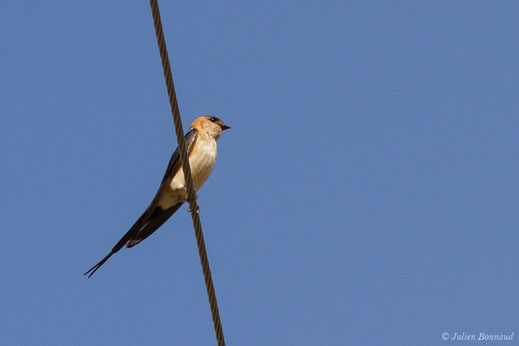 Hirondelle rousseline — Cecropis daurica (Laxmann, 1769)