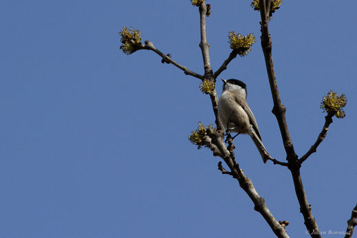 Mésange nonnette — Poecile palustris (Linnaeus, 1758)