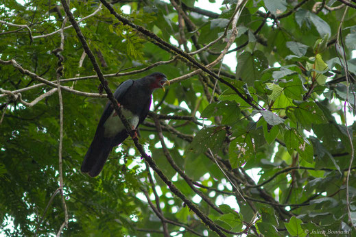 Caracara à gorge rouge — Ibycter americanus (Boddaert, 1783)