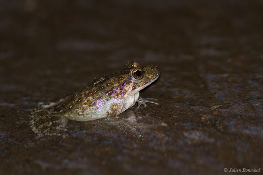 Discoglosse Corse — Discoglossus montalentii Lanza, Nascetti, Capula & Bullini, 1984