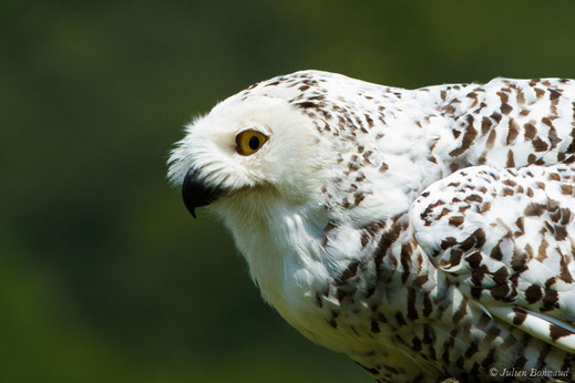 Harfang des neiges — Bubo scandiacus (Linnaeus, 1758)